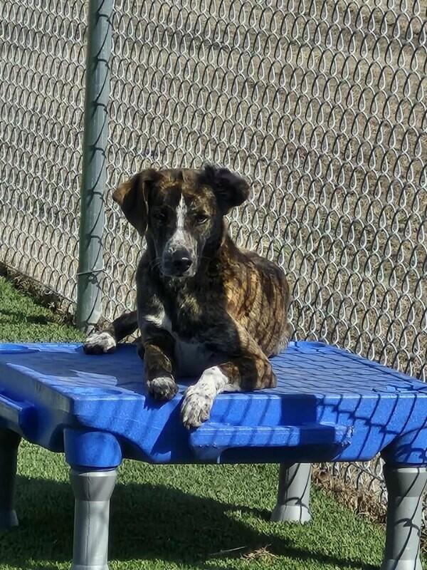 Alice, a Adoptable Mixed Breed in Jackson, TN image 2/5