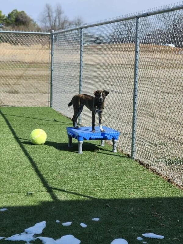 Alice, a Adoptable Mixed Breed in Jackson, TN image 3/5