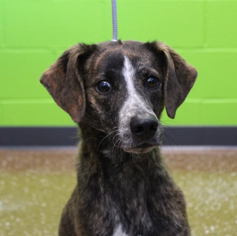Alice, a Adoptable Mixed Breed in Jackson, TN image 4/5