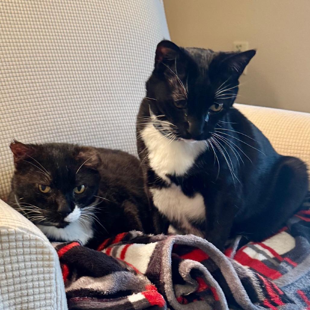 Ying, Adoptable, Senior Male Domestic Short Hair.