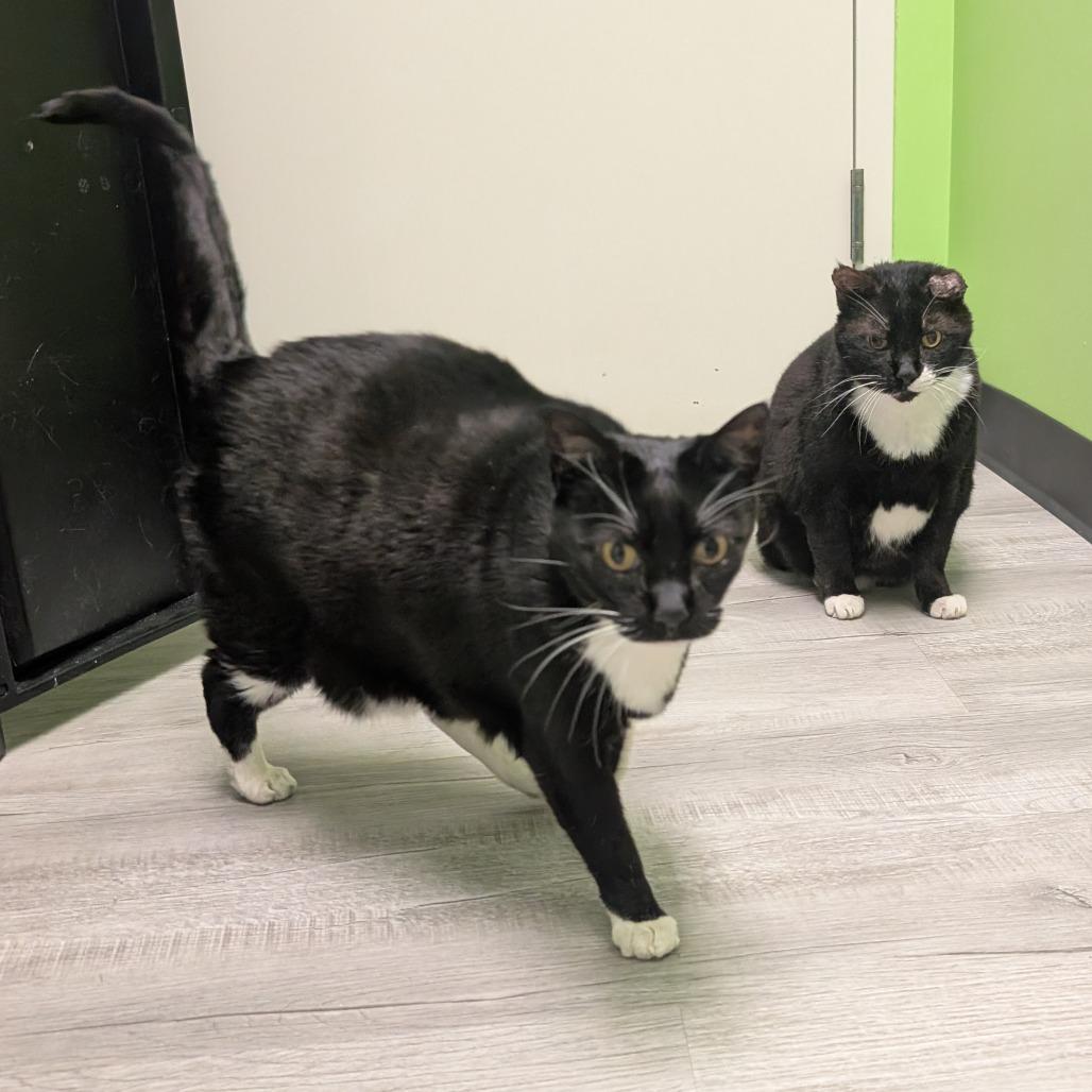 Enlarge Ying, a Adoptable Domestic Short Hair in Emporia, KS image 2/6