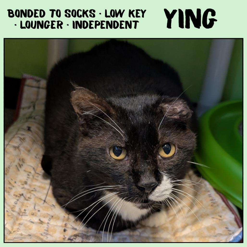 Enlarge Ying, a Adoptable Domestic Short Hair in Emporia, KS image 3/6