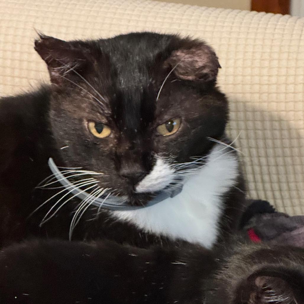 Enlarge Ying, a Adoptable Domestic Short Hair in Emporia, KS image 2/2