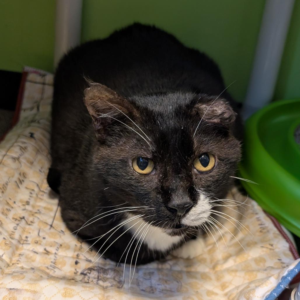 Enlarge Ying, a Adoptable Domestic Short Hair in Emporia, KS image 5/6