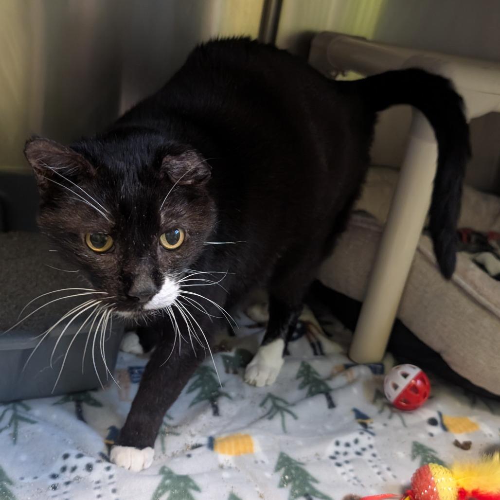 Enlarge Ying, a Adoptable Domestic Short Hair in Emporia, KS image 6/6