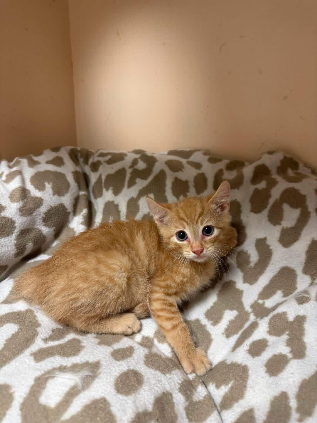 Enlarge Leonard, an adopted Domestic Short Hair in Freeport, NY image 1/1