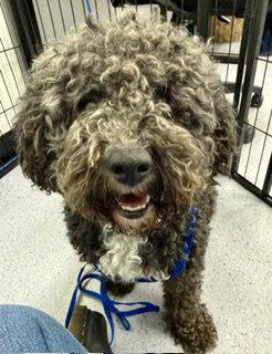 Enlarge Confi, a Adopted Poodle in Oakland, CA image 1/3