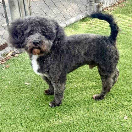 Enlarge Confi, a Adopted Poodle in Oakland, CA image 2/3