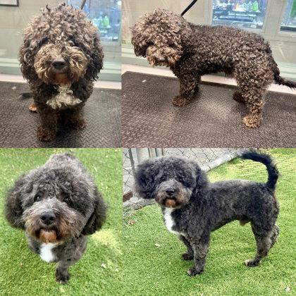 Enlarge Confi, a Adopted Poodle in Oakland, CA image 3/3