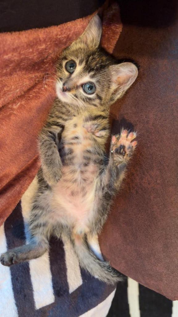 Mandy, Adoptable, Kitten Female Domestic Short Hair.