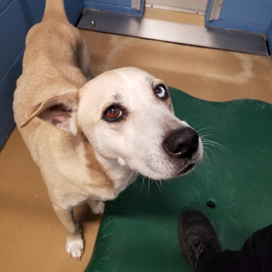 Mika, Adoptable, Adult Female Shepherd & Husky.