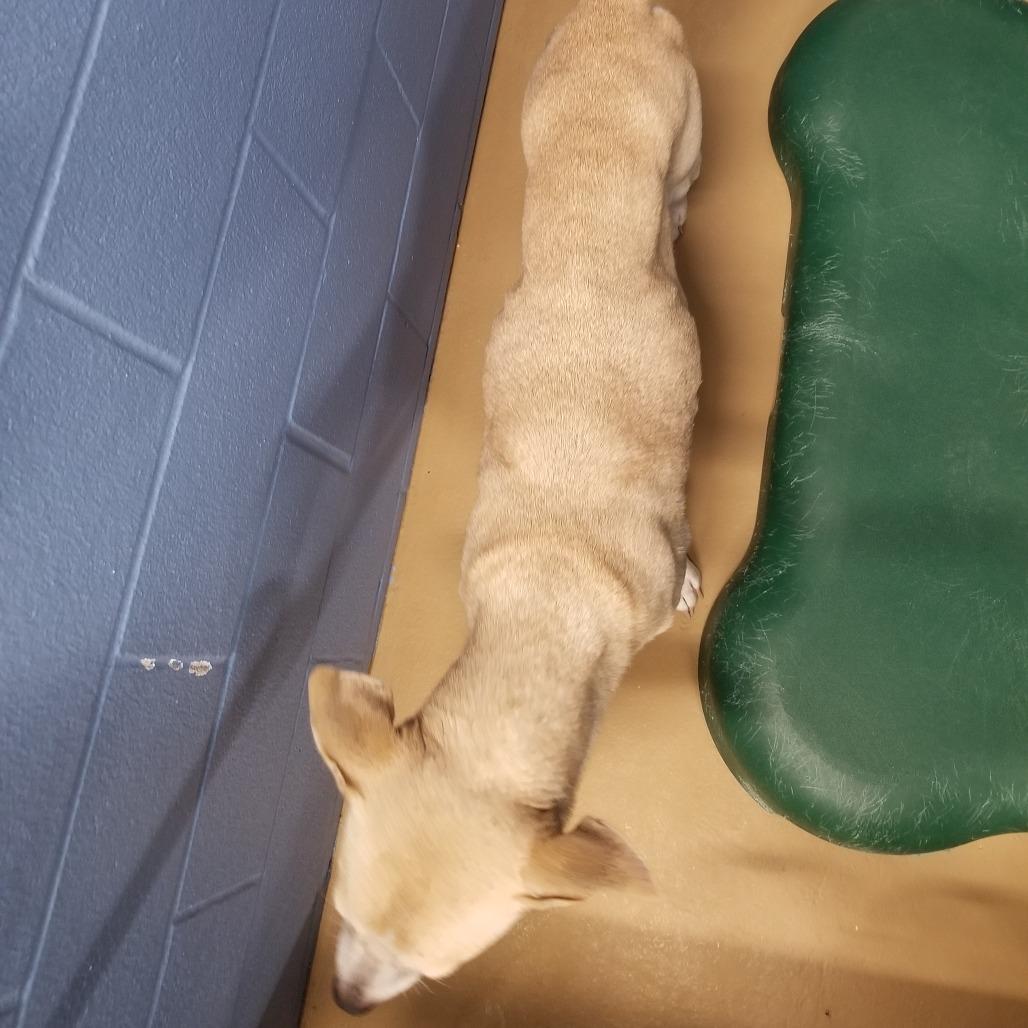 Enlarge Mika, a Adoptable mixed breed in Portland, TX image 2/3