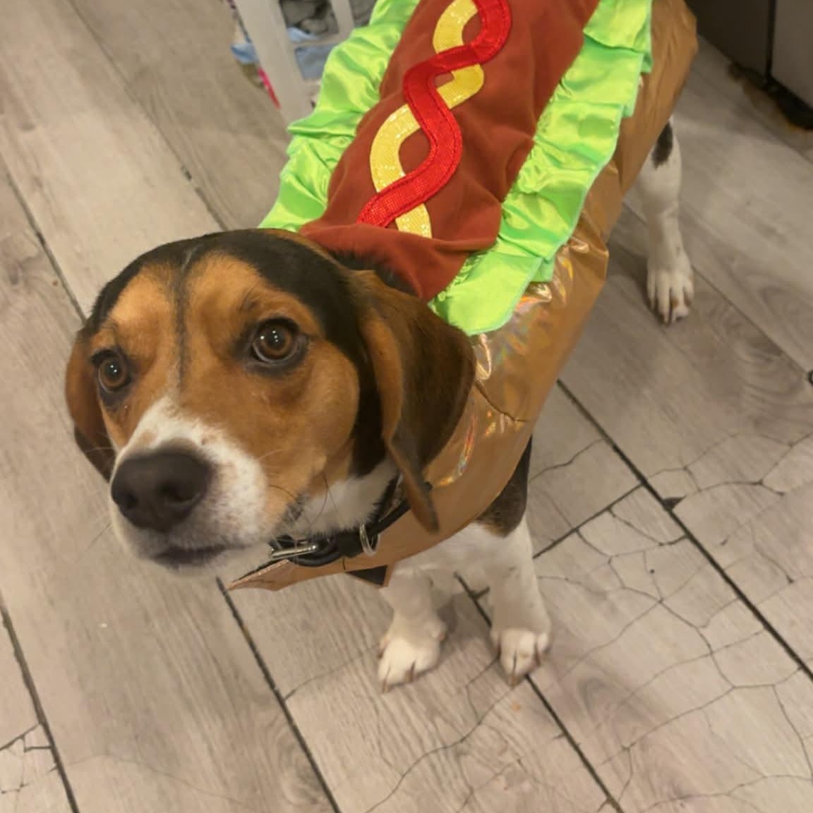 Buster, adopted, Young Male Beagle.