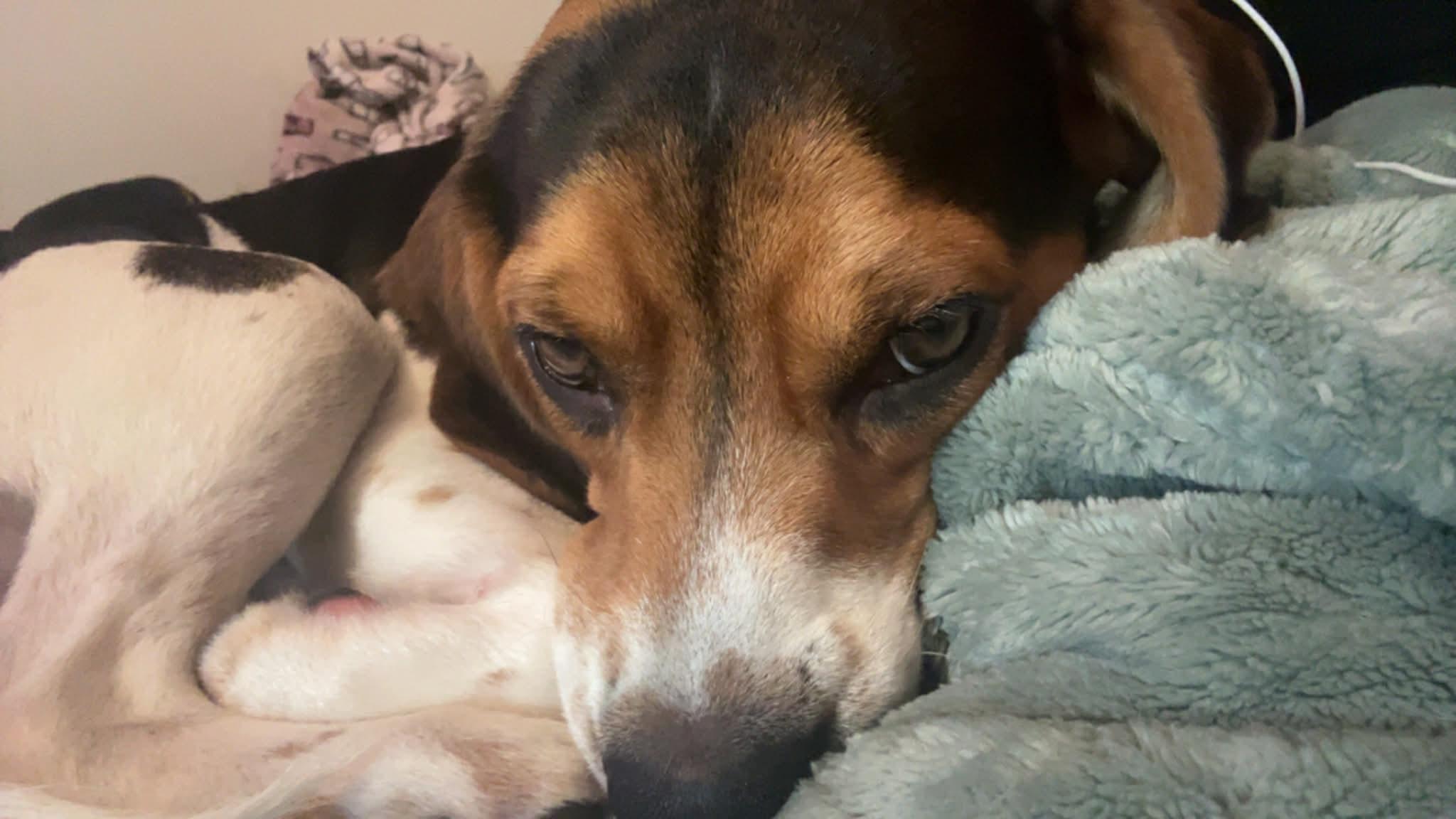 Buster, an adopted Beagle in Carmel, NY image 2/2