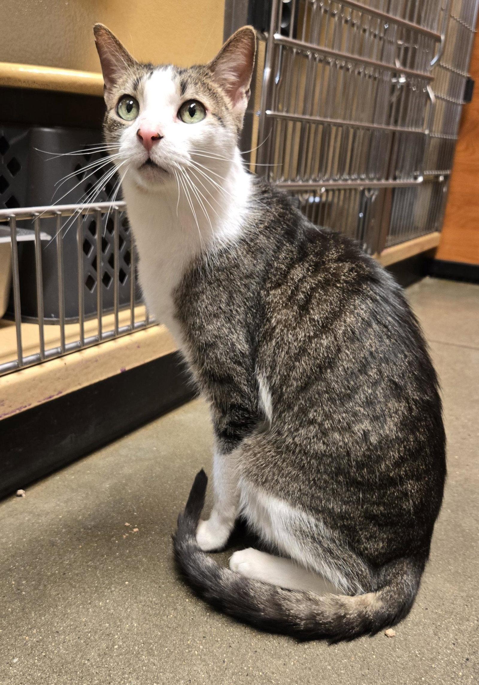 Enlarge Siddhartha, a Adoptable Domestic Short Hair in Trenton, NJ image 1/3