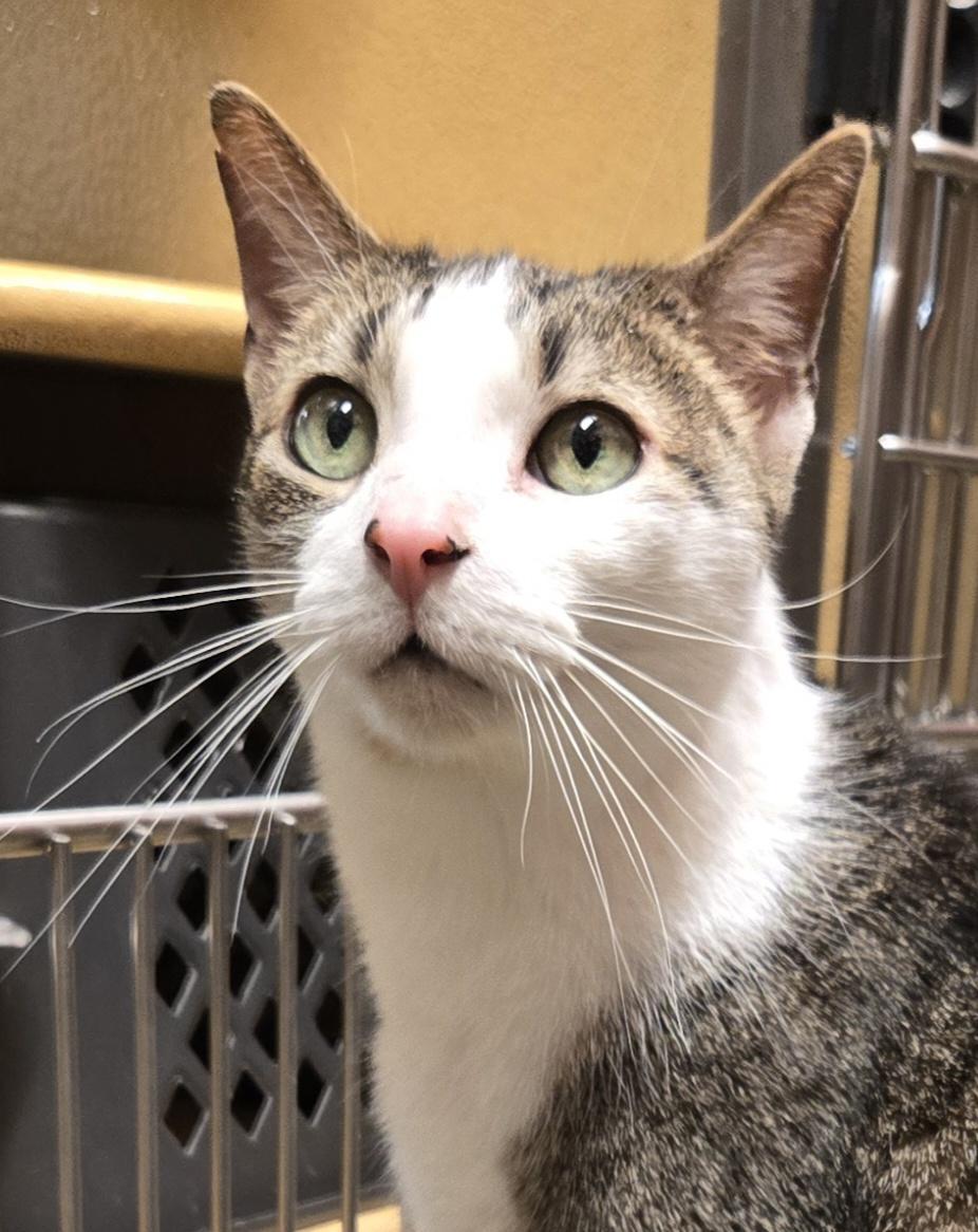 Enlarge Siddhartha, a Adoptable Domestic Short Hair in Trenton, NJ image 2/3