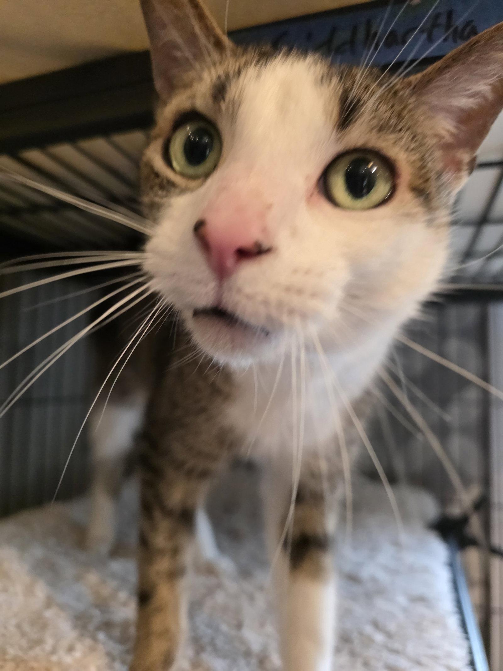 Enlarge Siddhartha, a Adoptable Domestic Short Hair in Trenton, NJ image 3/3
