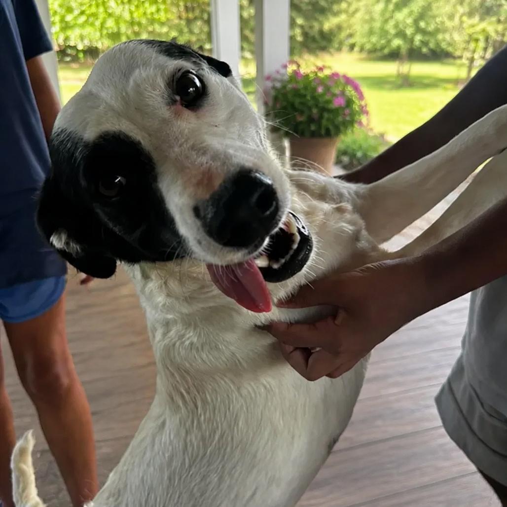 Enlarge Brandy, a Adoptable mixed breed in Eufaula, AL image 2/3