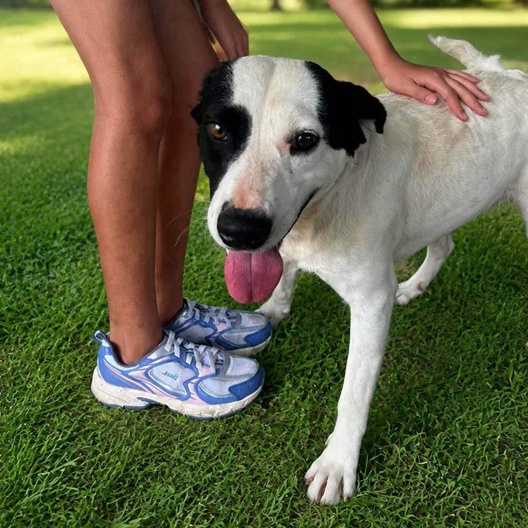 Enlarge Brandy, a Adoptable mixed breed in Eufaula, AL image 3/3