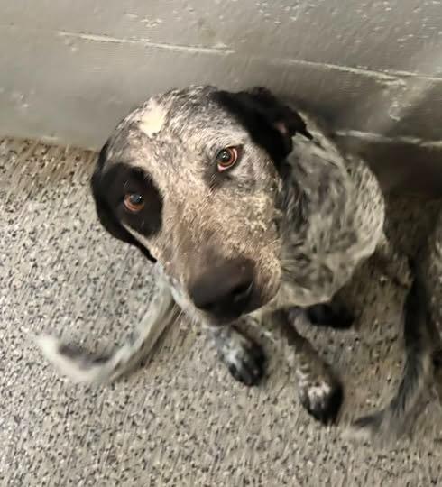 Hudson, Adoptable, Young Male Cattle Dog & Mixed Breed.