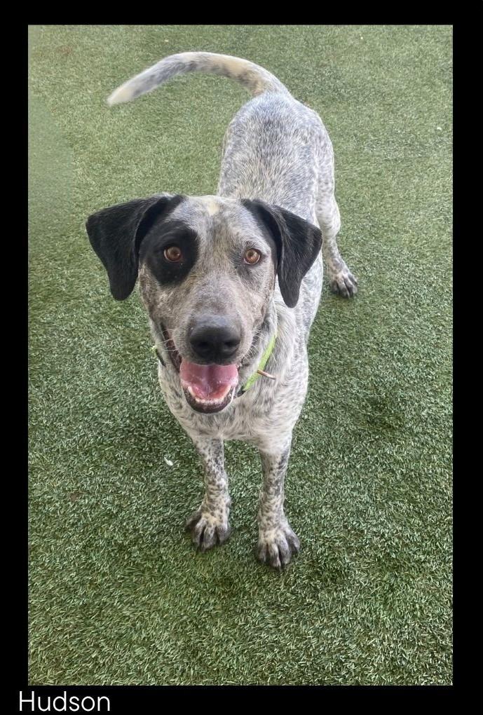 Enlarge Hudson, a Adoptable mixed breed in Chino Valley, AZ image 2/2