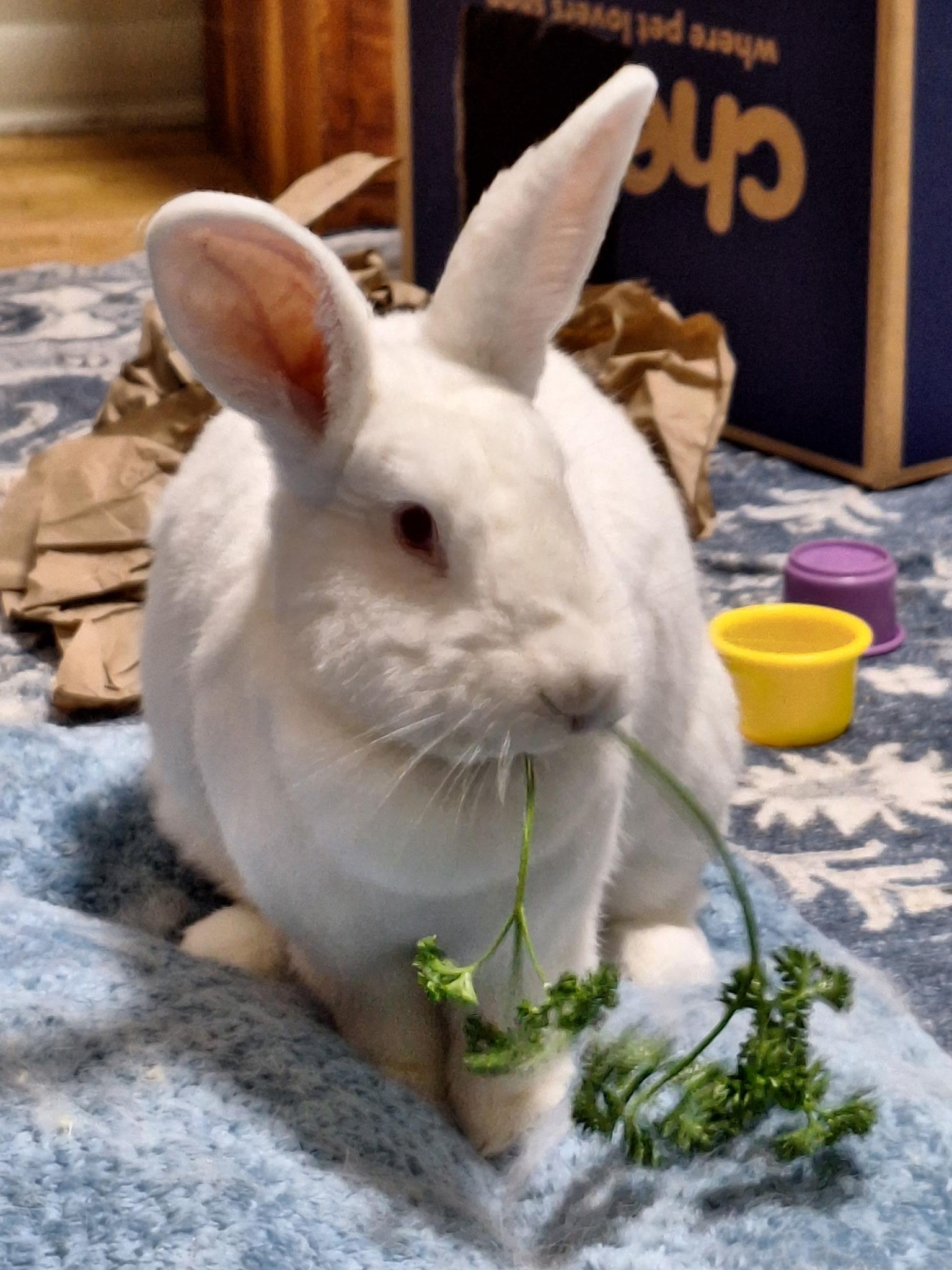 Sandy, Adoptable, Adult Female Bunny Rabbit.