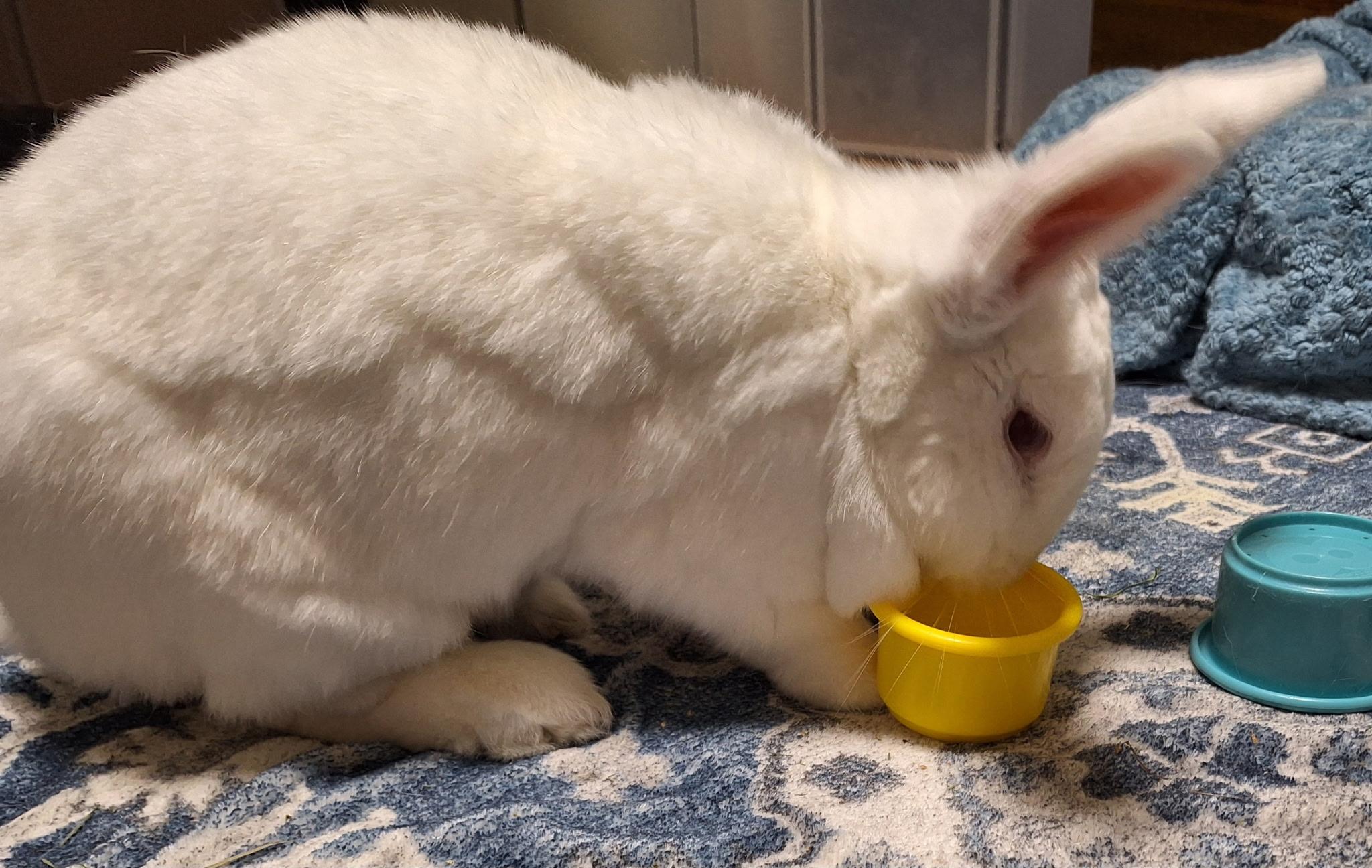 Sandy, a Adoptable mixed breed in Edina, MN image 2/5