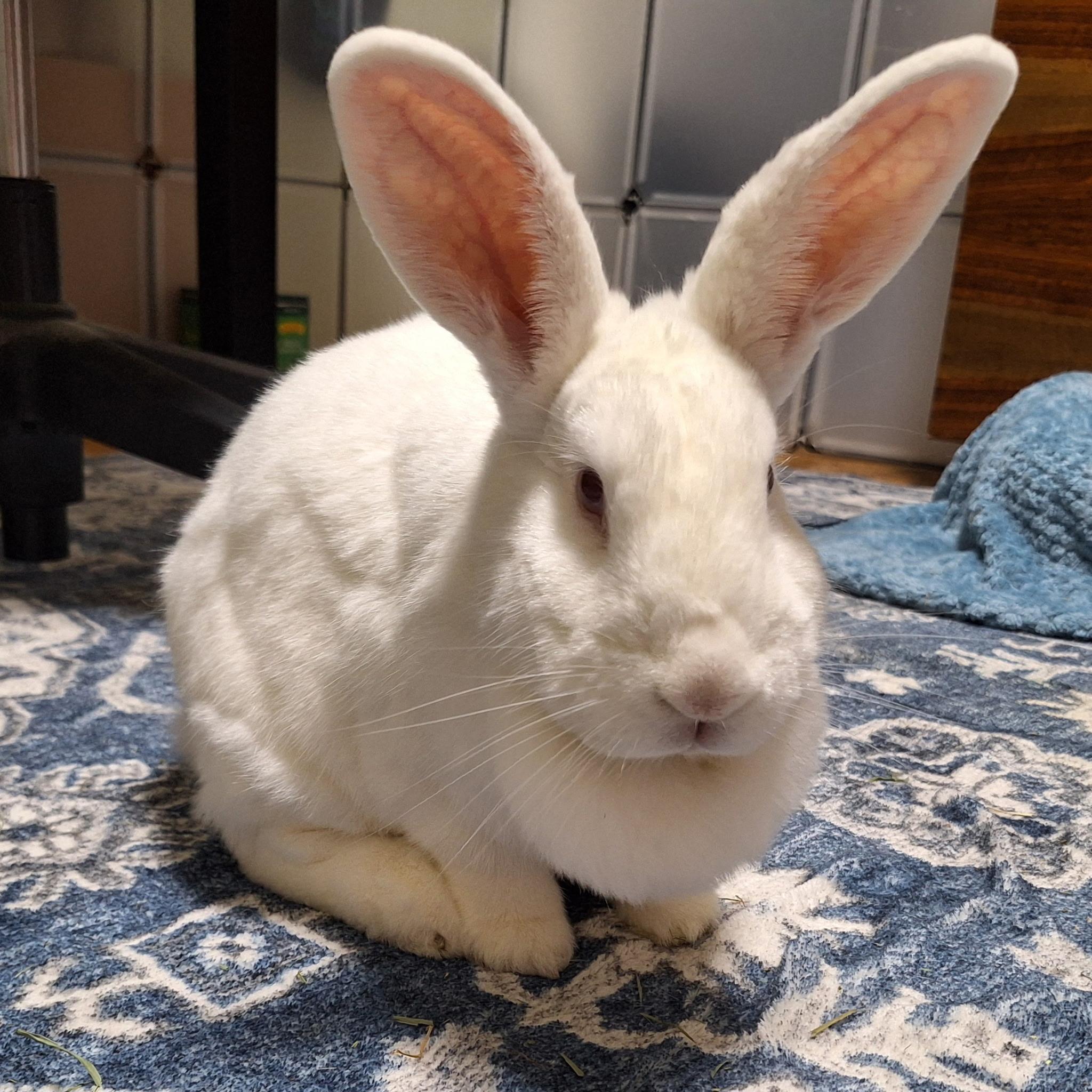 Sandy, a Adoptable mixed breed in Edina, MN image 3/5