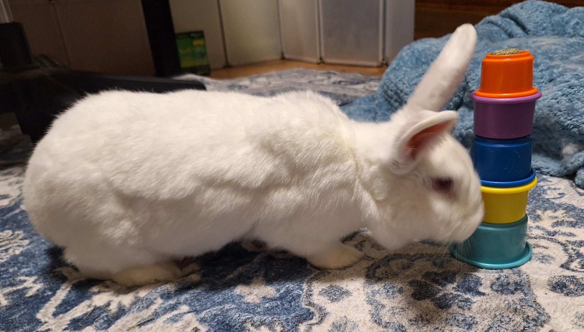 Sandy, a Adoptable mixed breed in Edina, MN image 4/5