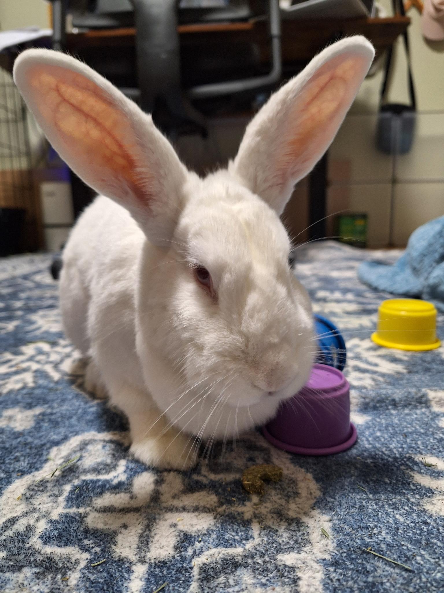 Sandy, a Adoptable mixed breed in Edina, MN image 5/5