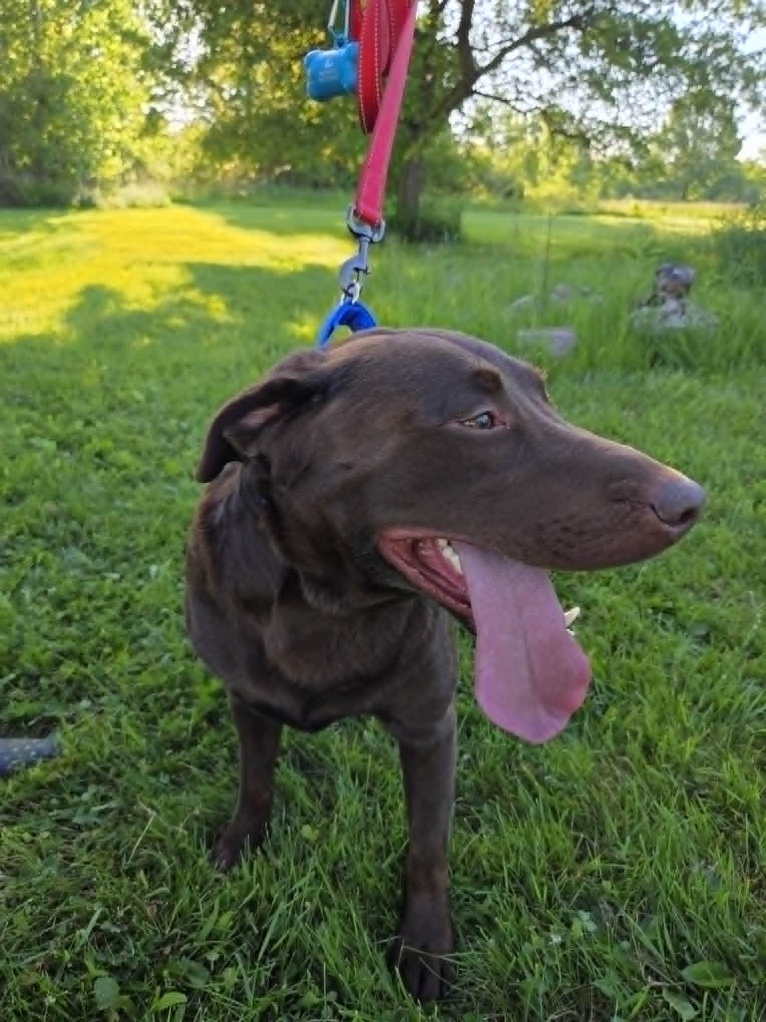 Hershey Kisses-Foster to Adopt, an adopted Chocolate Labrador Retriever in Medina, OH image 3/6