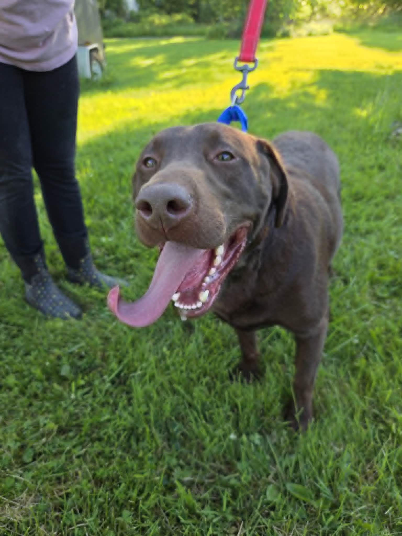 Hershey Kisses-Foster to Adopt, an adopted Chocolate Labrador Retriever in Medina, OH image 5/6