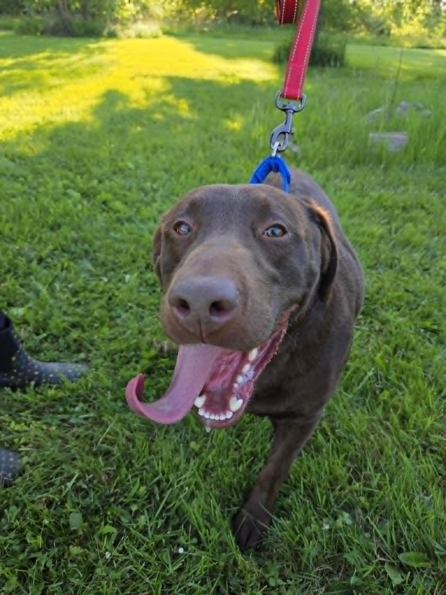 Hershey Kisses-Foster to Adopt, an adopted Chocolate Labrador Retriever in Medina, OH image 2/6
