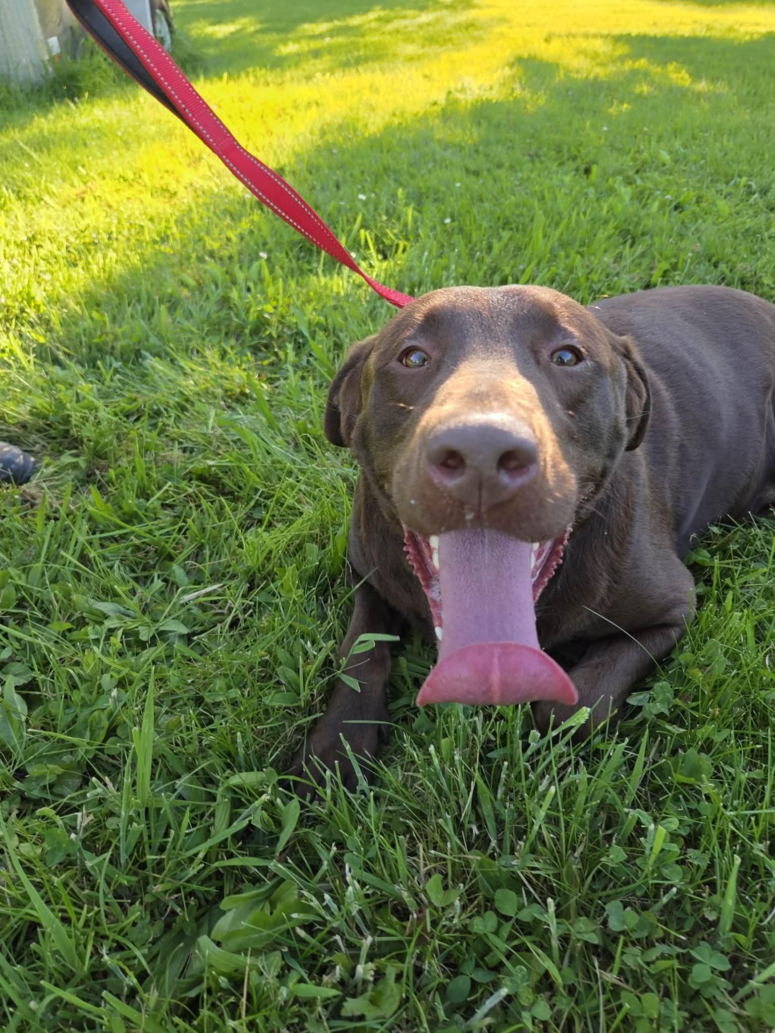 Hershey Kisses-Foster to Adopt, an adopted Chocolate Labrador Retriever in Medina, OH image 4/6