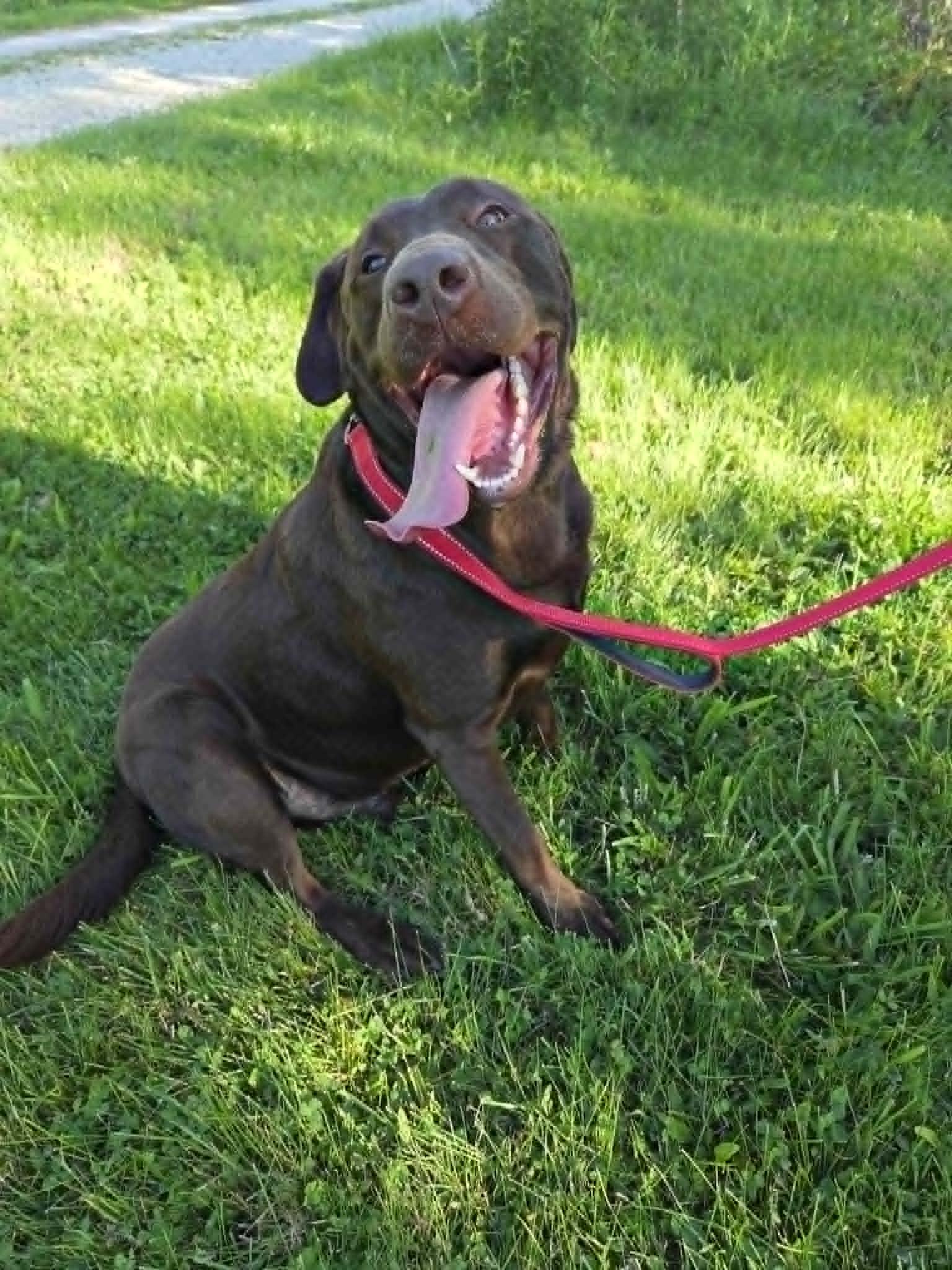 Hershey Kisses-Foster to Adopt, adopted, Adult Male Chocolate Labrador Retriever.