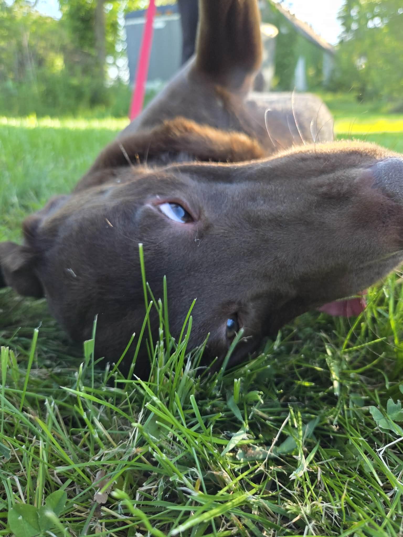 Hershey Kisses-Foster to Adopt, an adopted Chocolate Labrador Retriever in Medina, OH image 6/6