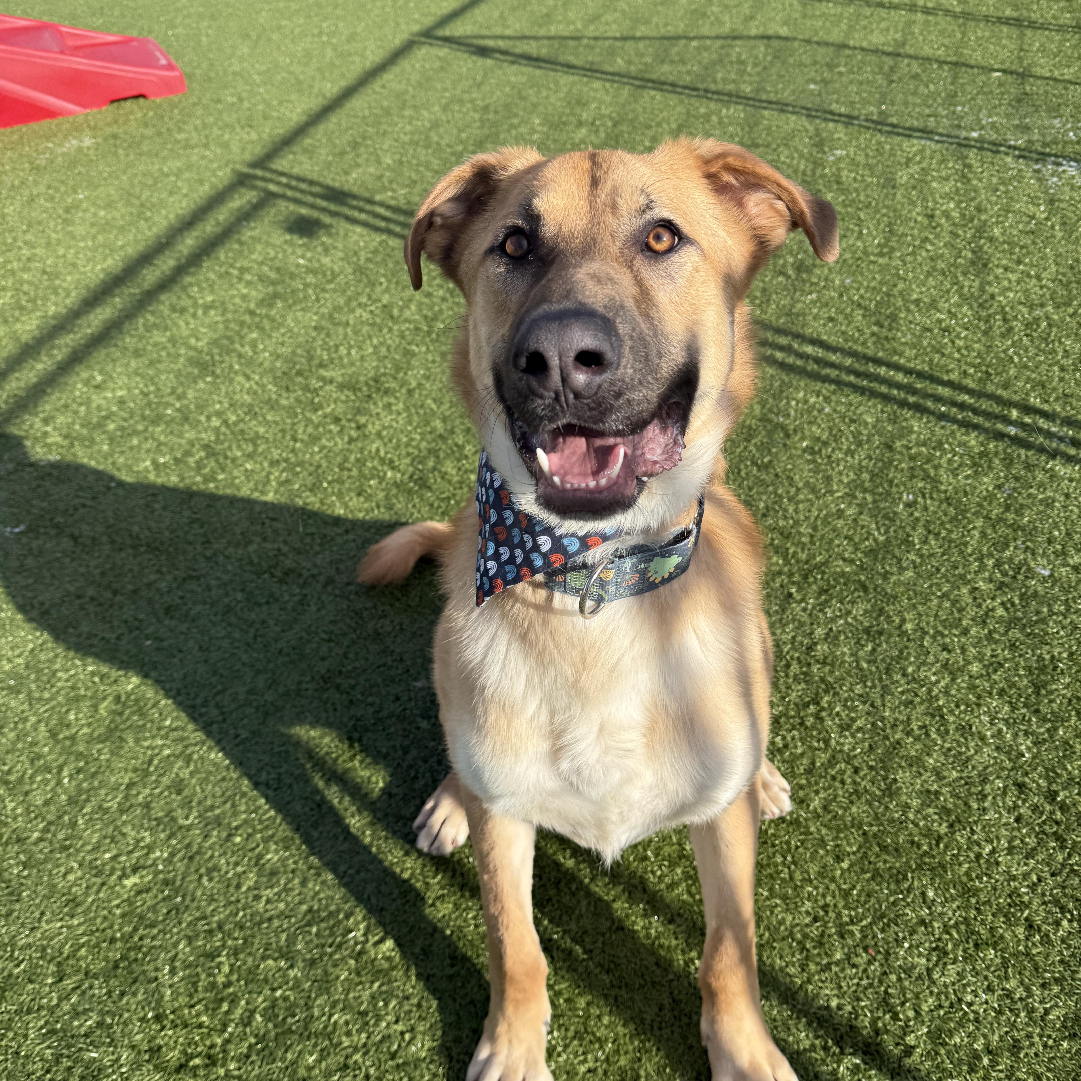 Thistleberry , ADOPTABLE, Adult Male German Shepherd Dog & Anatolian Shepherd.