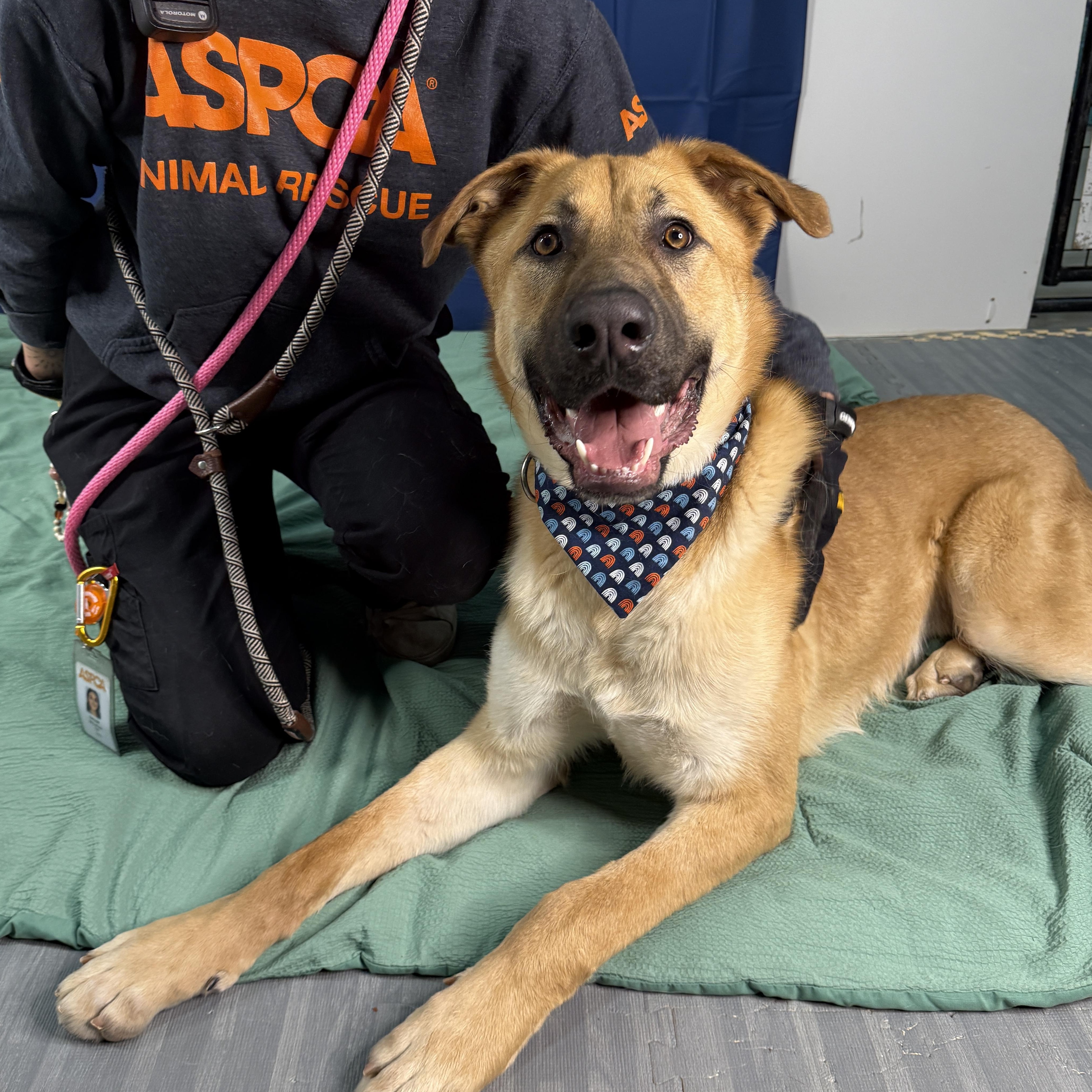 Enlarge Thistleberry , a ADOPTABLE mixed breed in Columbus, OH image 5/6