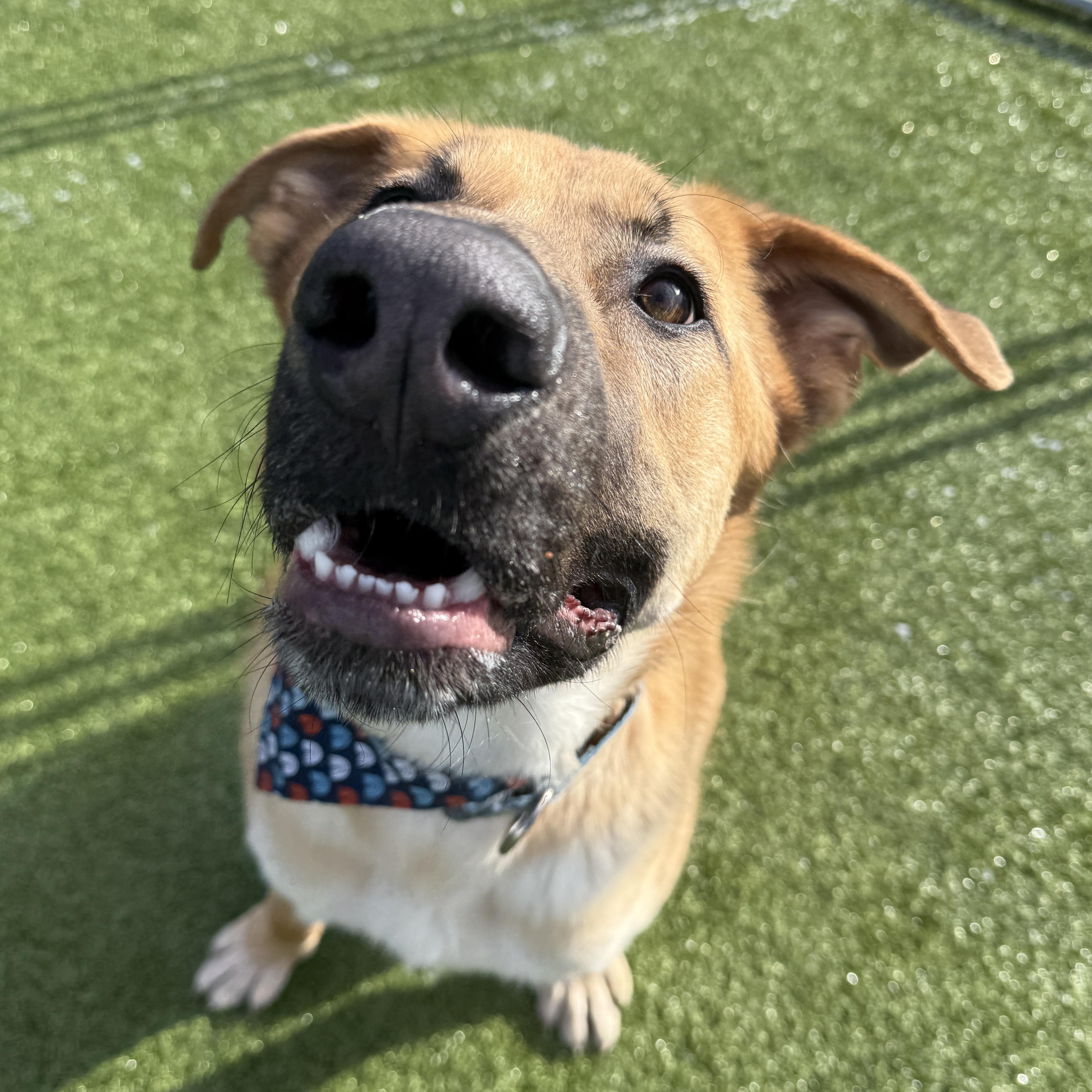 Enlarge Thistleberry , a ADOPTABLE mixed breed in Columbus, OH image 4/6