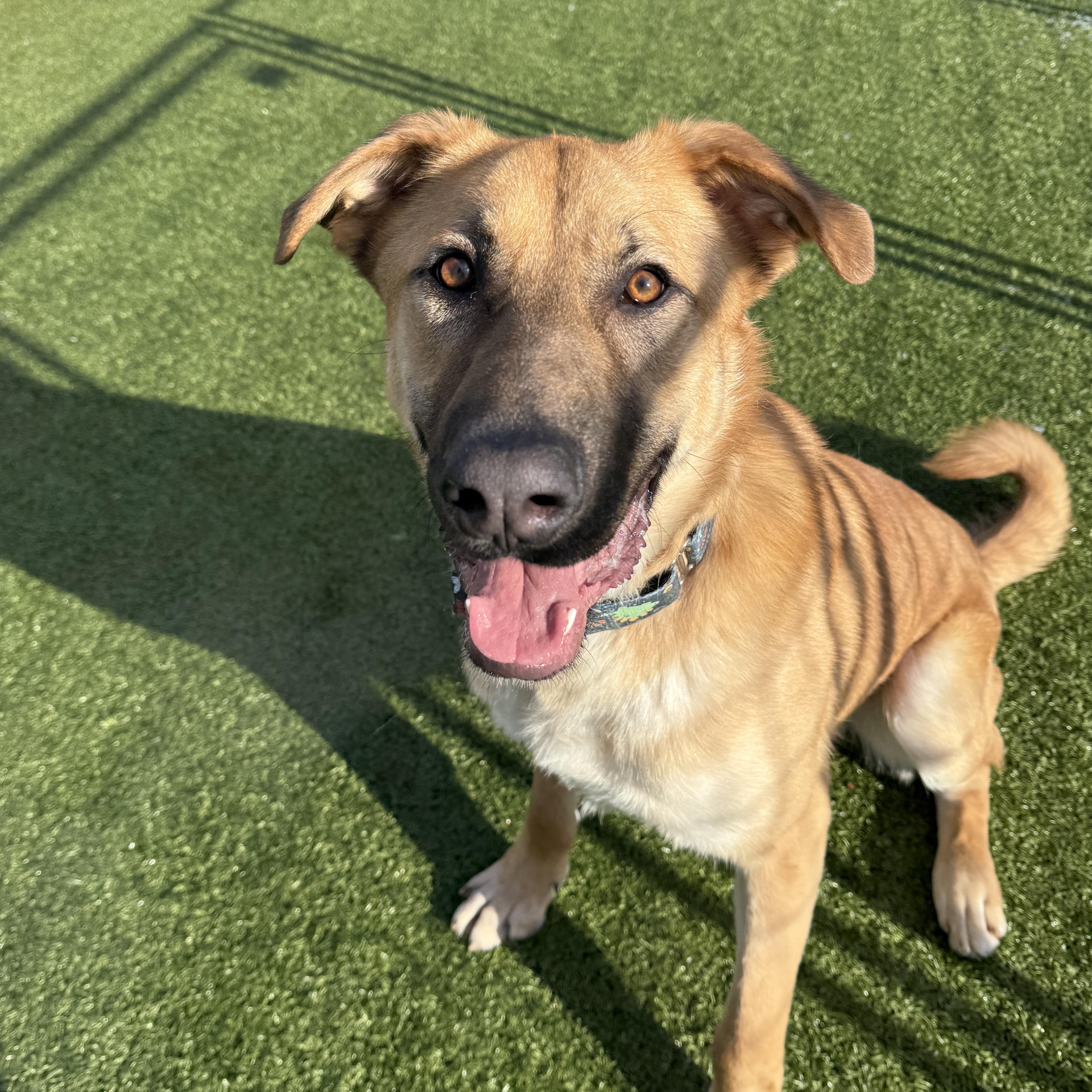 Enlarge Thistleberry , a ADOPTABLE mixed breed in Columbus, OH image 3/6