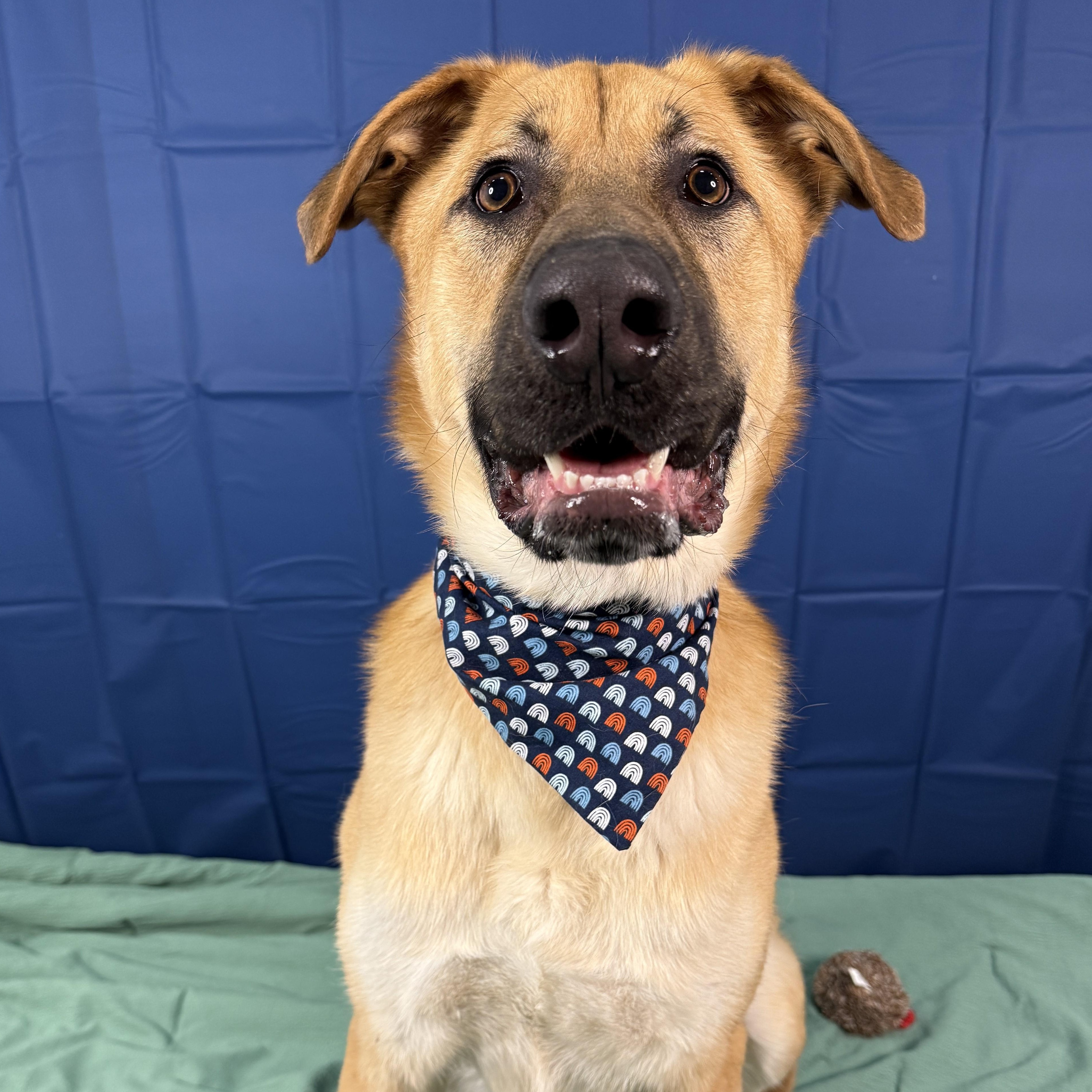 Enlarge Thistleberry , a ADOPTABLE mixed breed in Columbus, OH image 2/6