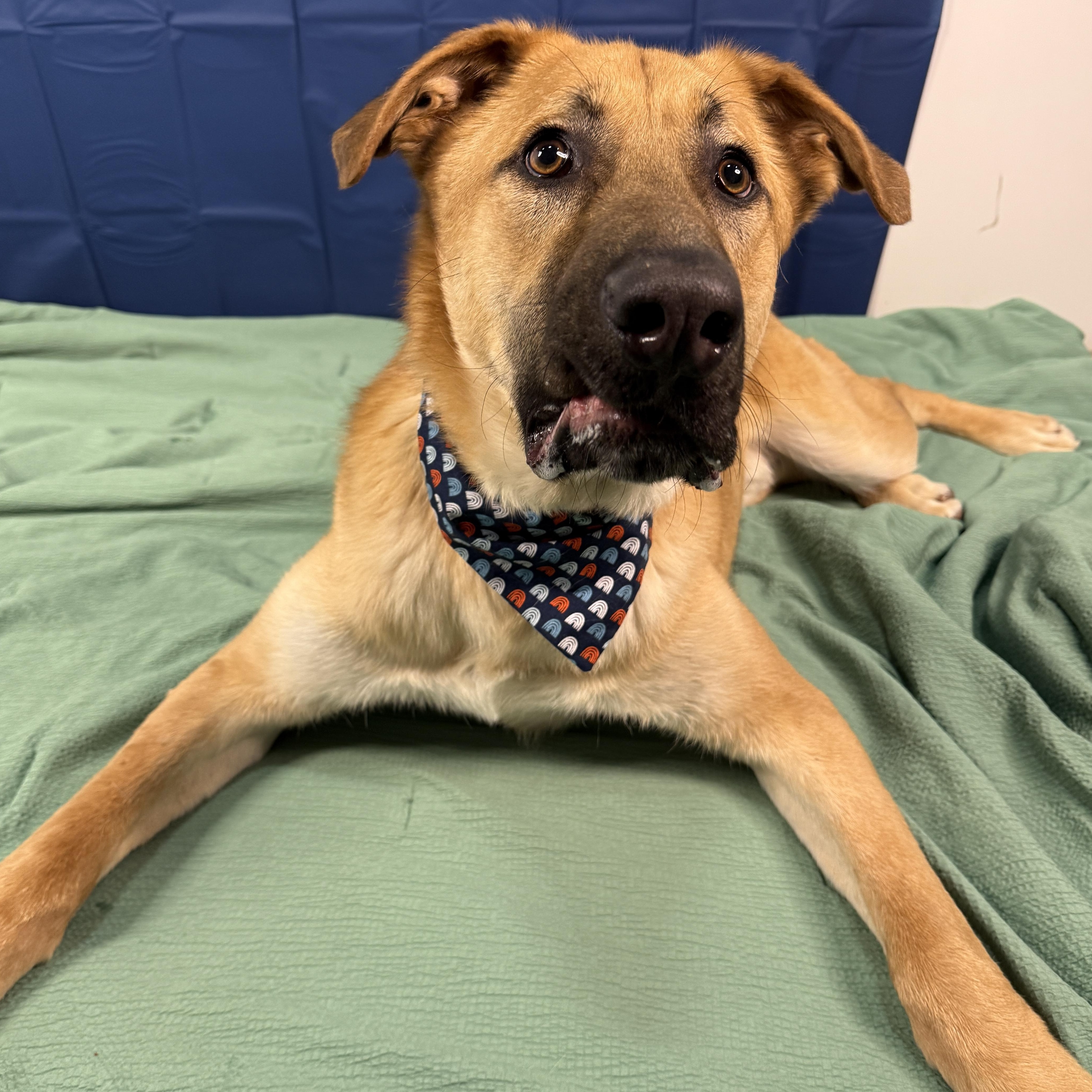 Enlarge Thistleberry , a ADOPTABLE mixed breed in Columbus, OH image 6/6