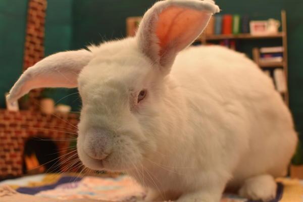 Enlarge Elwood, a Adoptable mixed breed in Portland, OR image 1/1