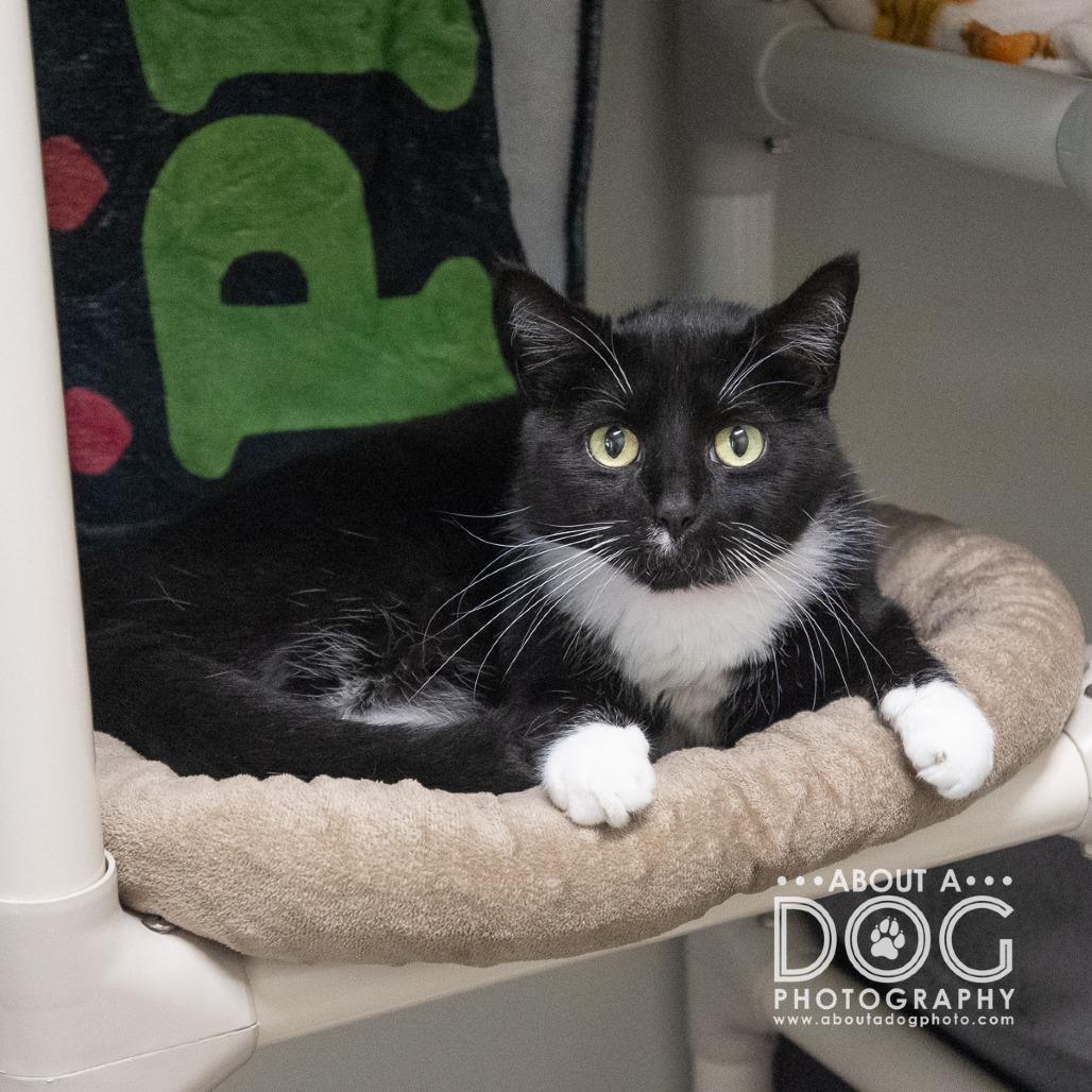 Enlarge Papita, a Adoptable mixed breed in Saint Cloud, MN image 1/6