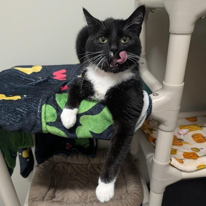 Enlarge Papita, a Adoptable mixed breed in Saint Cloud, MN image 2/6