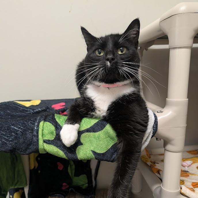 Enlarge Papita, a Adoptable mixed breed in Saint Cloud, MN image 3/6