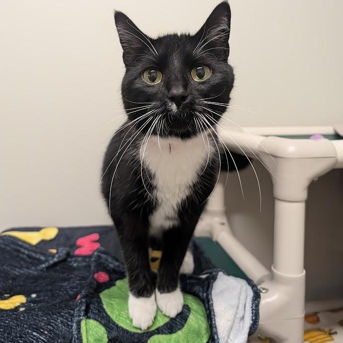 Enlarge Papita, a Adoptable mixed breed in Saint Cloud, MN image 4/6