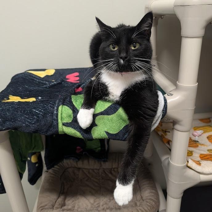 Enlarge Papita, a Adoptable mixed breed in Saint Cloud, MN image 5/6