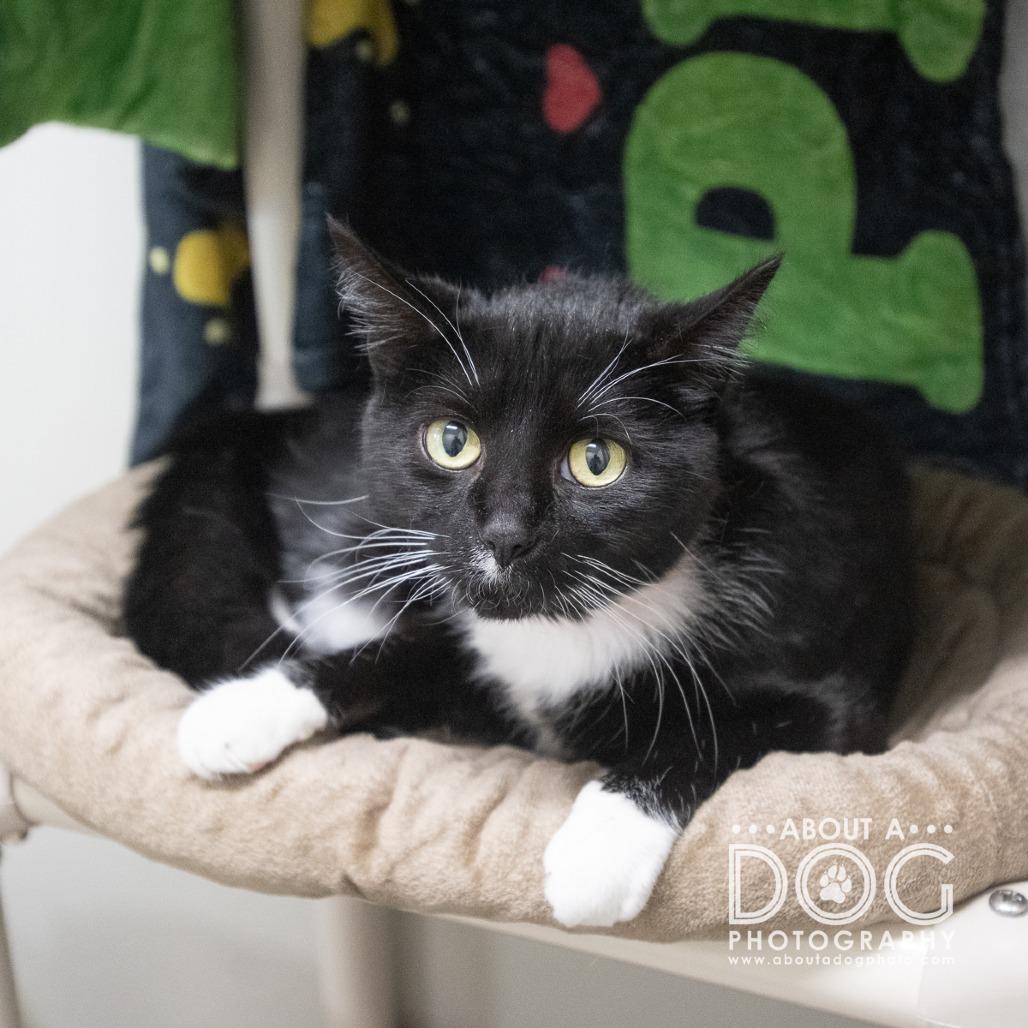 Enlarge Papita, a Adoptable mixed breed in Saint Cloud, MN image 6/6