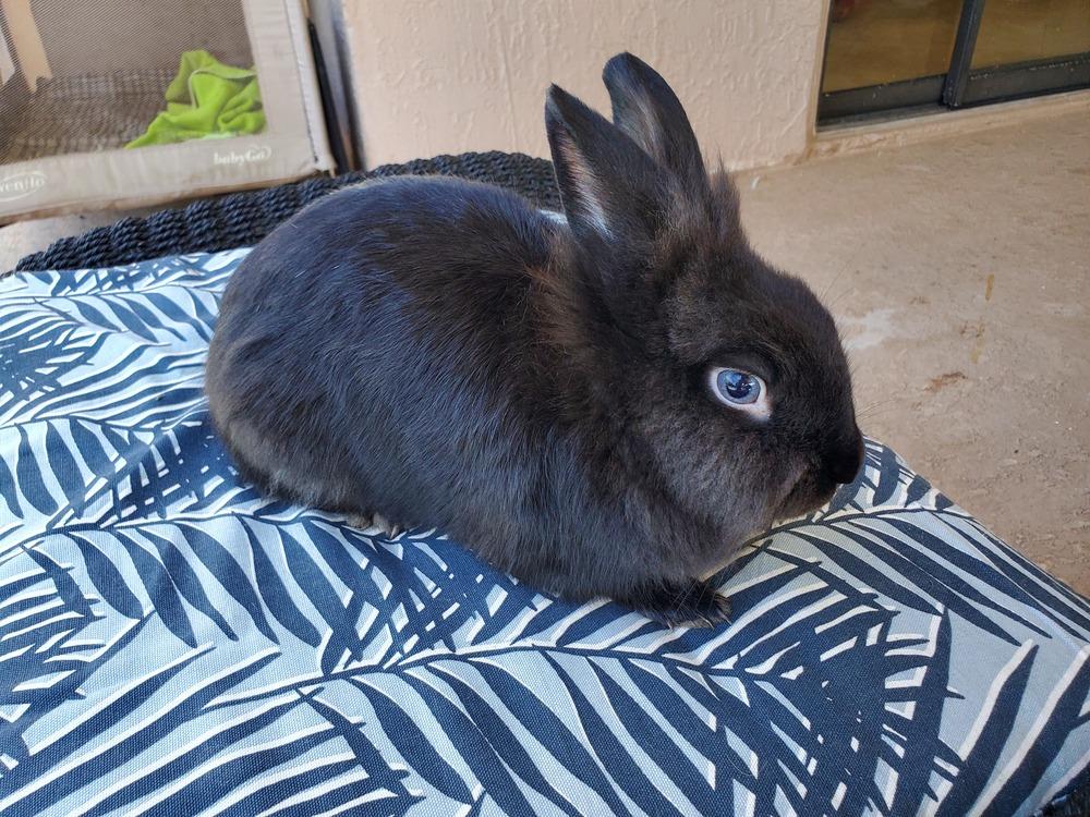 Enlarge Napoleon Bunnyparte/Sage, a Adopted Lionhead in Melbourne, FL image 1/1